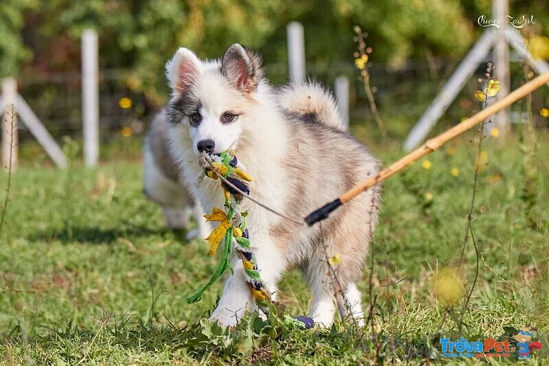 Allevamento di Yakutian Laika, Dispone di 2 Splendidi Cuccioli - Foto n. 2