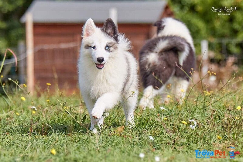 Allevamento di Yakutian Laika, Dispone di 2 Splendidi Cuccioli - Foto n. 3