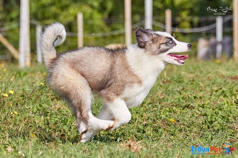 Allevamento di Yakutian Laika, Dispone di 2 Splendidi Cuccioli - Foto n. 6