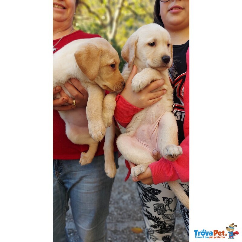 Cuccioli di Labrador Retriever con Pedigree - Foto n. 3