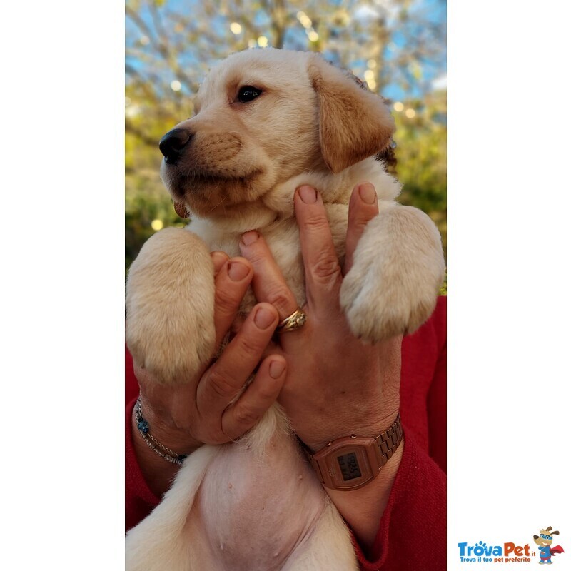 Cuccioli di Labrador Retriever con Pedigree - Foto n. 4