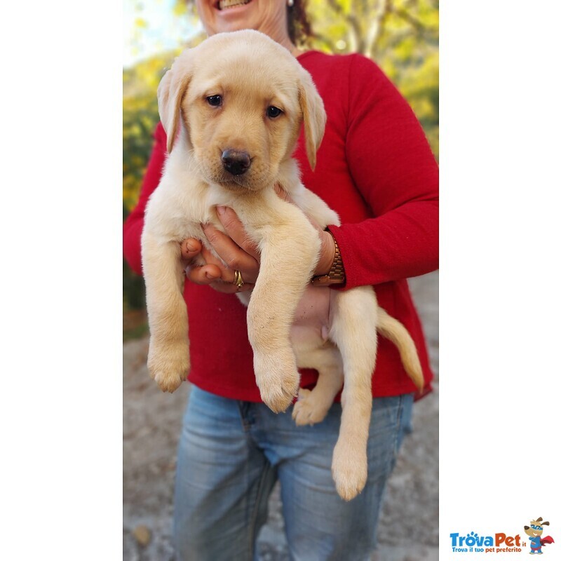 Cuccioli di Labrador Retriever con Pedigree - Foto n. 5