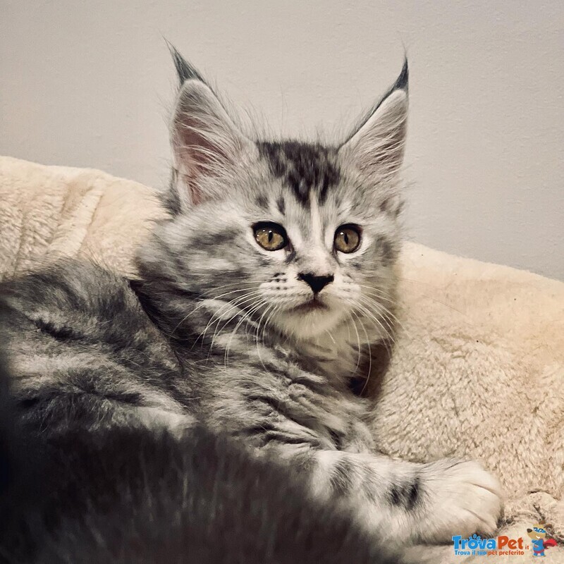 Cuccioli di Maine Coon - Foto n. 1