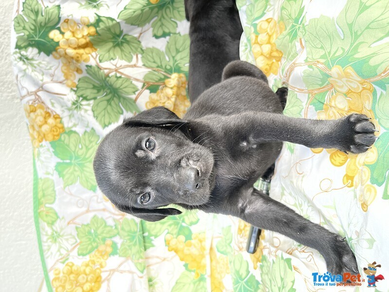 Bellissimi Cuccioli Labrador Neri - Foto n. 3