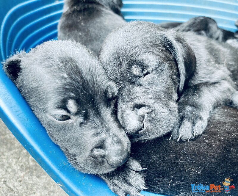 Bellissimi Cuccioli Labrador Neri - Foto n. 4