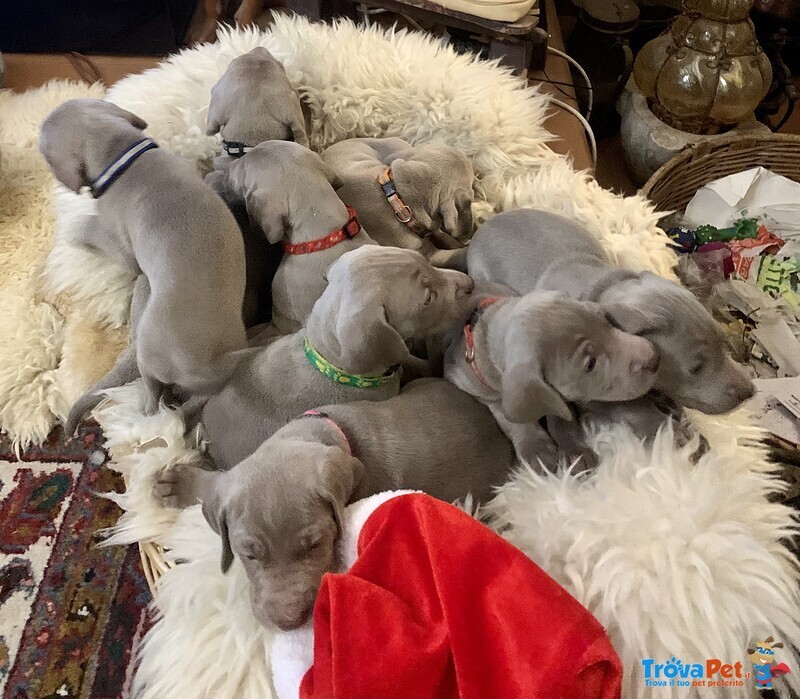 Cuccioli Weimaraner - Foto n. 3