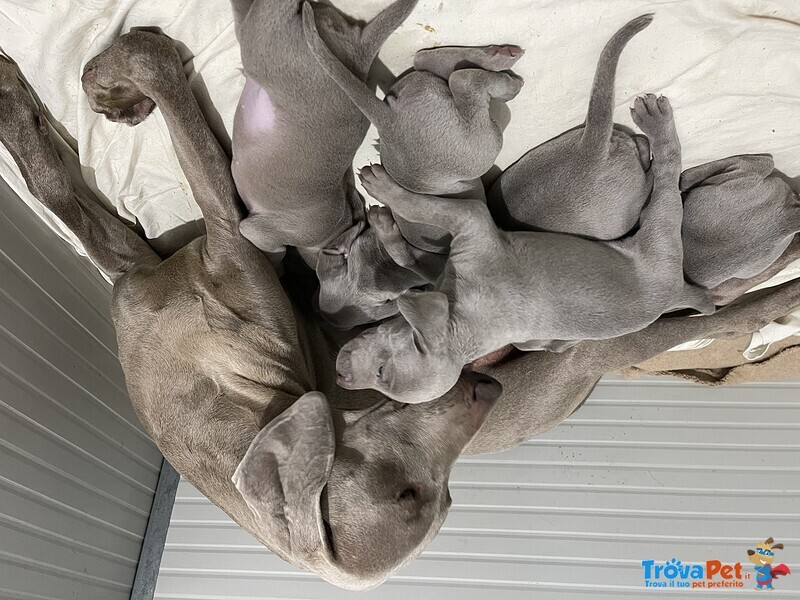 Cuccioli Weimaraner - Foto n. 4