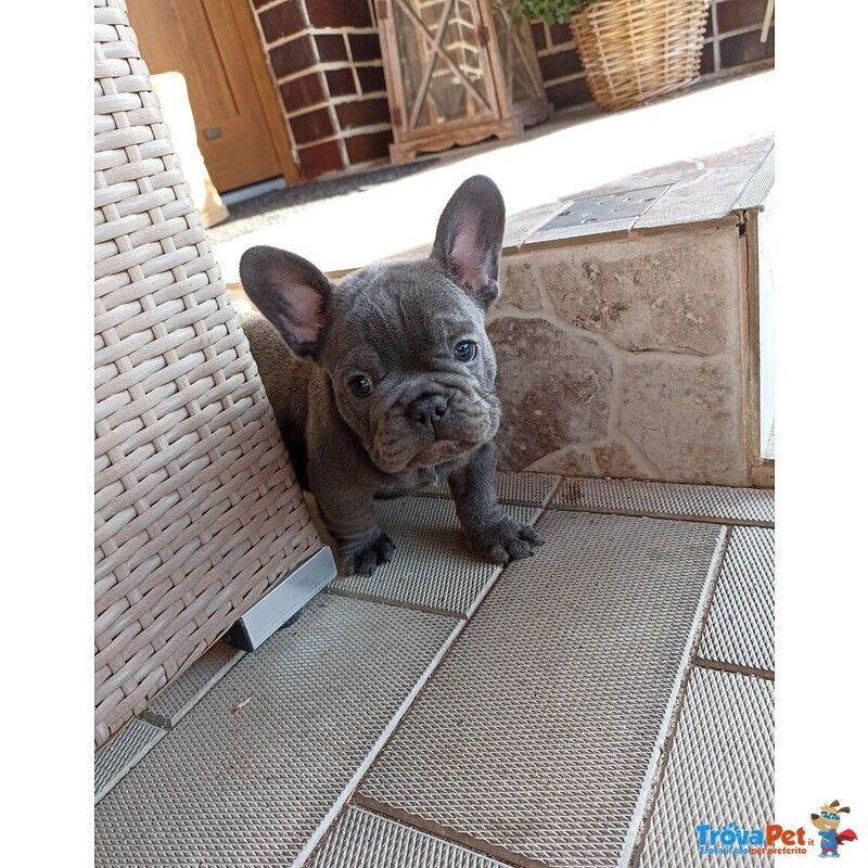 Bouledogue Francese Bulldog - Foto n. 1