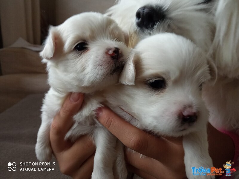 Cuccioli Maltese - Foto n. 1