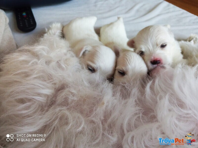 Cuccioli Maltese - Foto n. 3