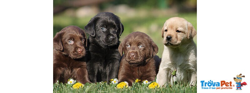 Cuccioli di Labrador Retriever - Foto n. 1