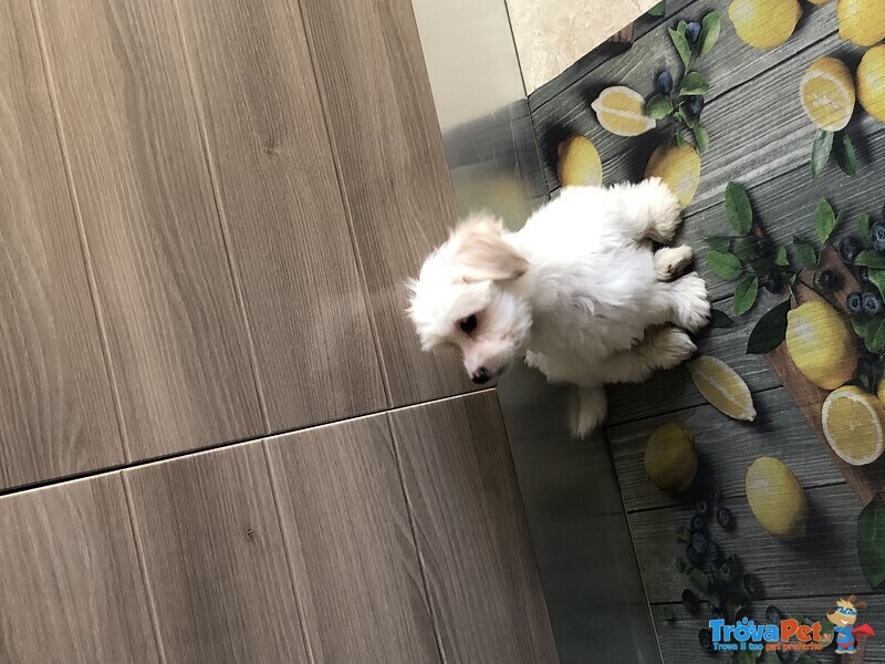 Vendesi Maltese - Foto n. 2