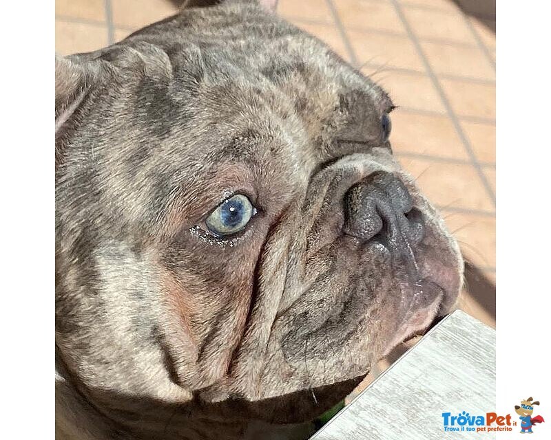 Thiago Bulldog Francese Merle' per Accoppiamento - Foto n. 3