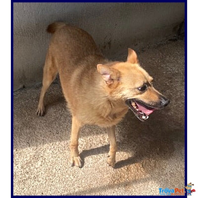 Bomber Tenero Cagnolino in Gabbia da solo da Troppo Tempo - Foto n. 4