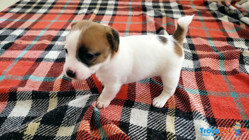 Cuccioli di jack Russel Terrier con Pedigree - Foto n. 2