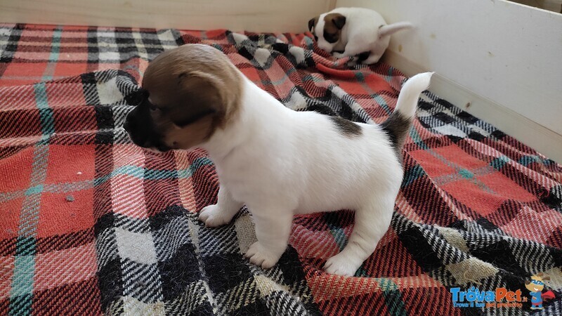 Cuccioli di jack Russel Terrier con Pedigree - Foto n. 4