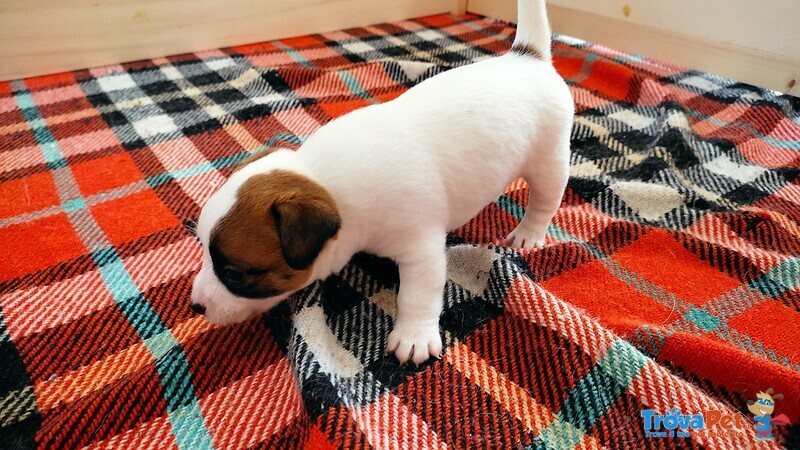 Cuccioli di jack Russel Terrier con Pedigree - Foto n. 5