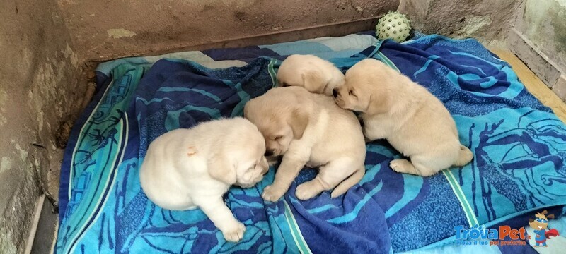 Cuccioli di Labrador Disponibili - Foto n. 2