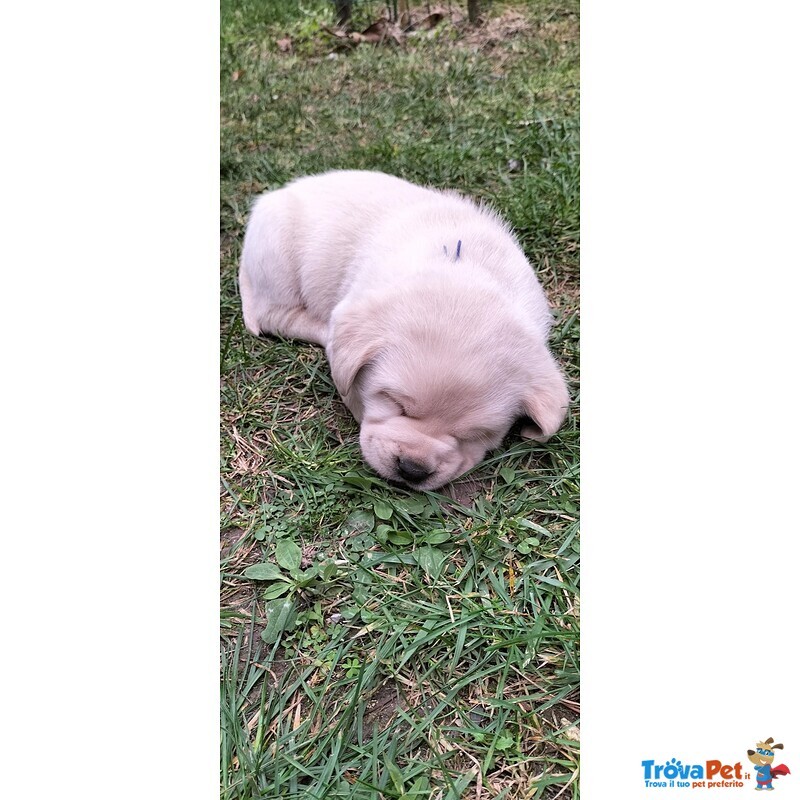 Cuccioli di Labrador Disponibili - Foto n. 3