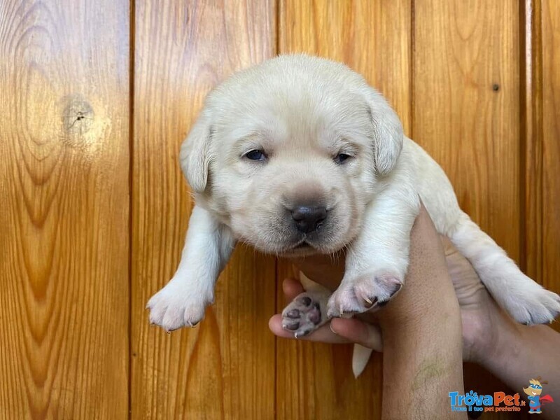 Cuccioli di Labrador Disponibili - Foto n. 5