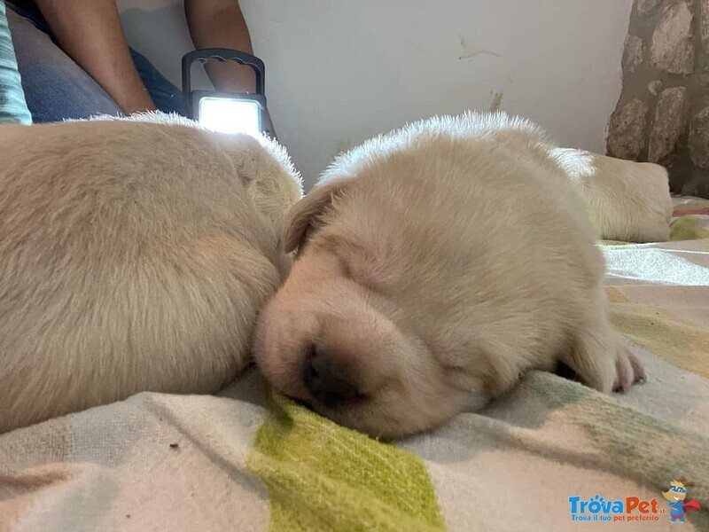 Cuccioli di Labrador Disponibili - Foto n. 6