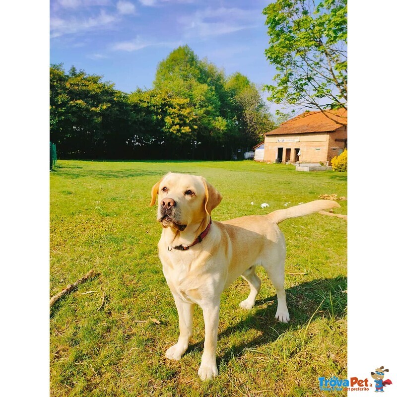 Cuccioli di Labrador Disponibili - Foto n. 8