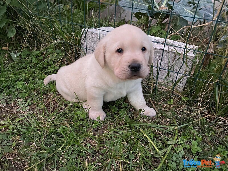 Cuccioli di Labrador Disponibili - Foto n. 1