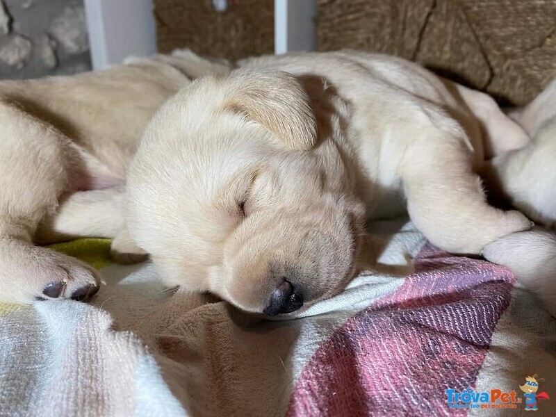 Cuccioli di Labrador Disponibili - Foto n. 9