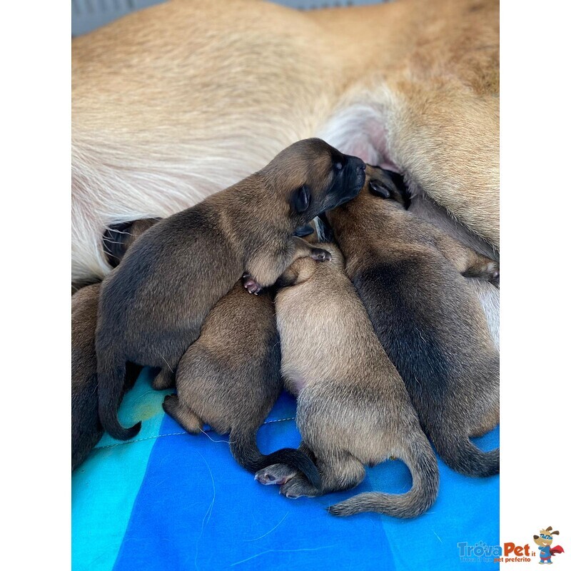 Cuccioli Pastore Belga Enci - Foto n. 2