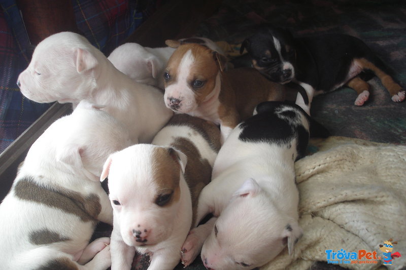 Amstaff Cuccioli Pedigree - Foto n. 1