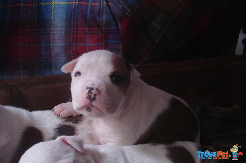 Amstaff Cuccioli Pedigree - Foto n. 2