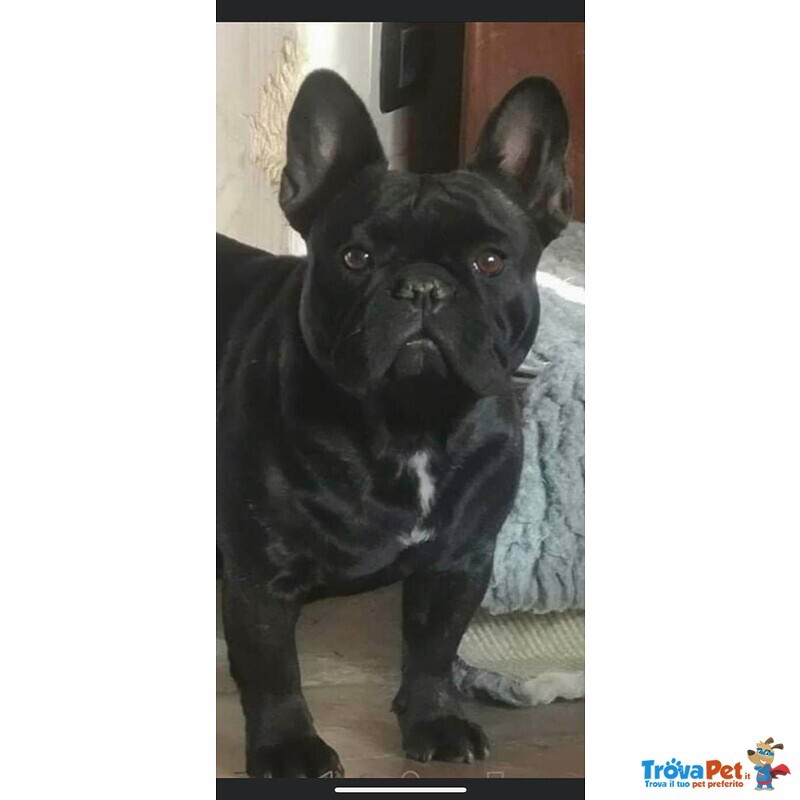 Cuccioli di Bouledogue Francese con Pedigree Enci - Foto n. 2