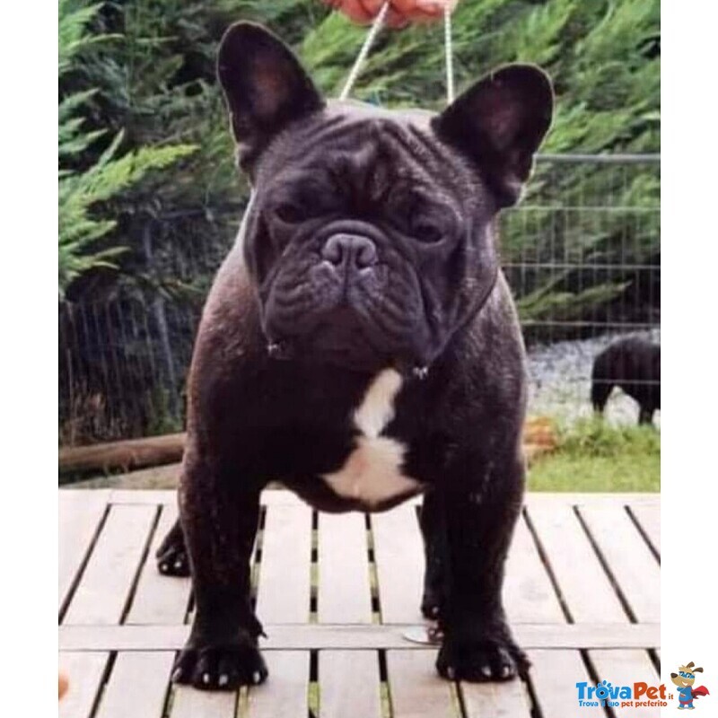 Cuccioli di Bouledogue Francese con Pedigree Enci - Foto n. 3