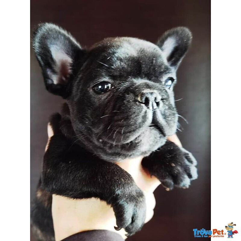 Cuccioli di Bouledogue Francese con Pedigree Enci - Foto n. 4