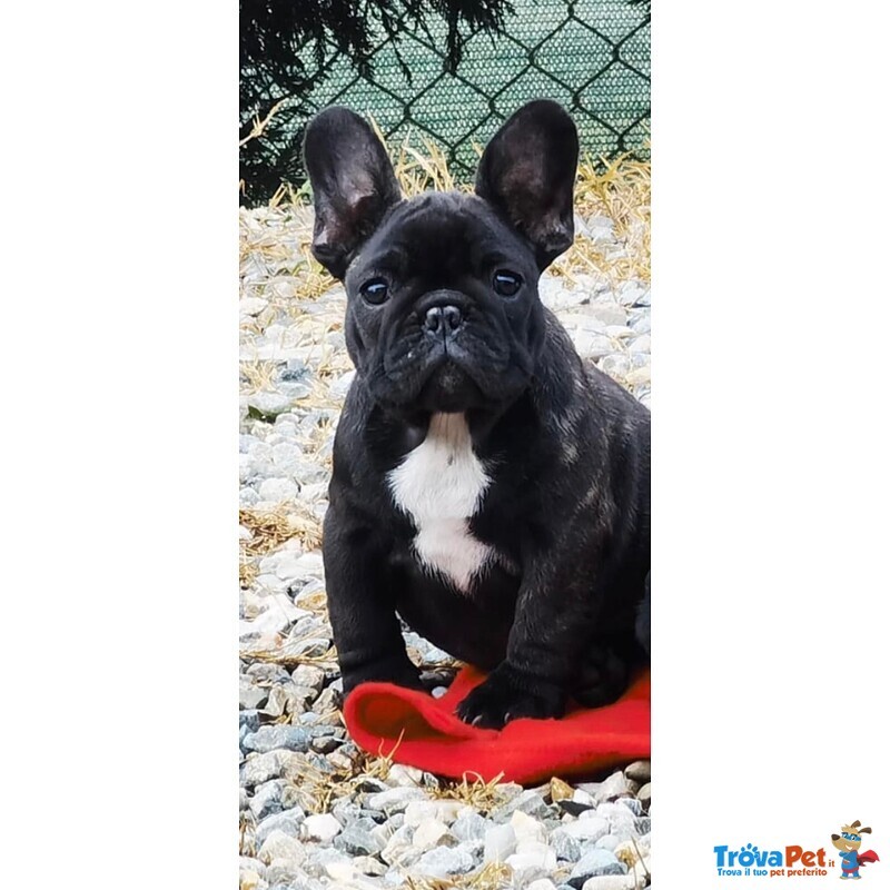 Cuccioli di Bouledogue Francese con Pedigree Enci - Foto n. 5