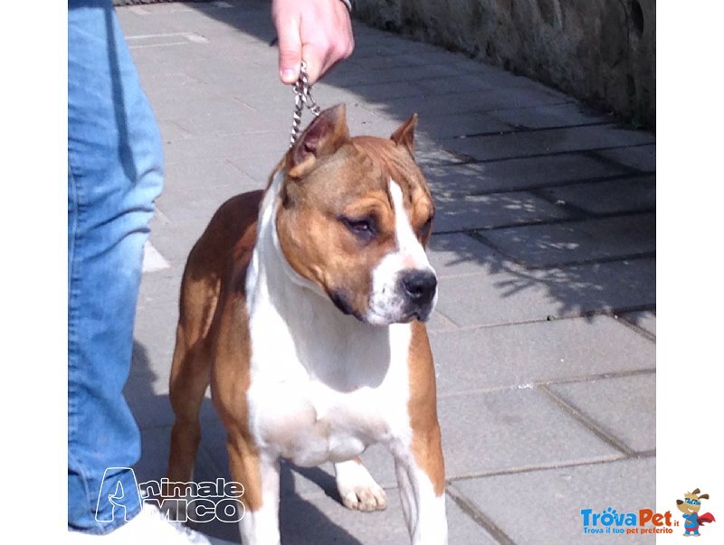 Amstaff Cuccioli Pedigree - Foto n. 6