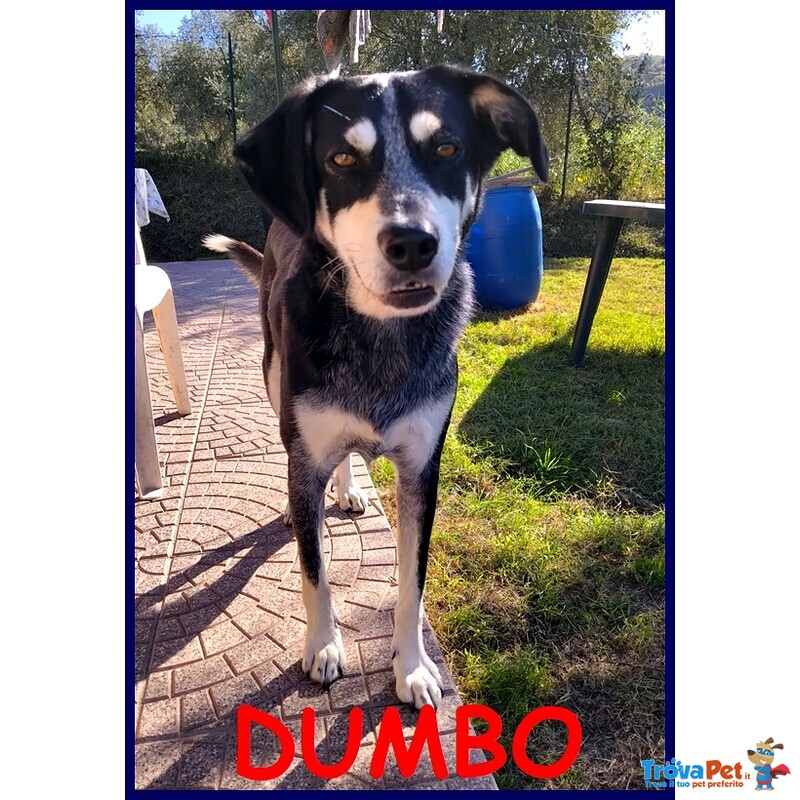 Dumbo 4 anni sta Ancora Aspettando una Famiglia Tutta Sua - Foto n. 1