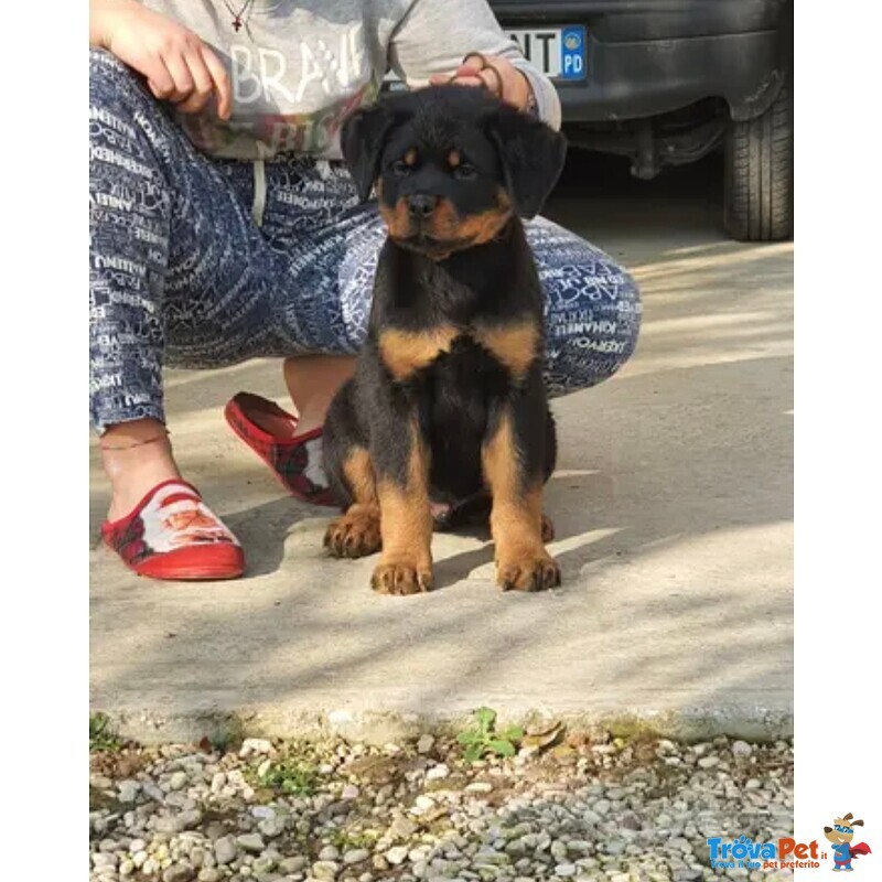 Cuccioli di Rottweiler Maschi - Foto n. 2