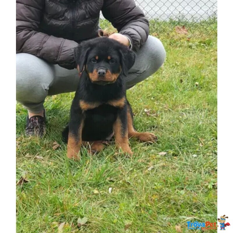 Cuccioli di Rottweiler Maschi - Foto n. 1