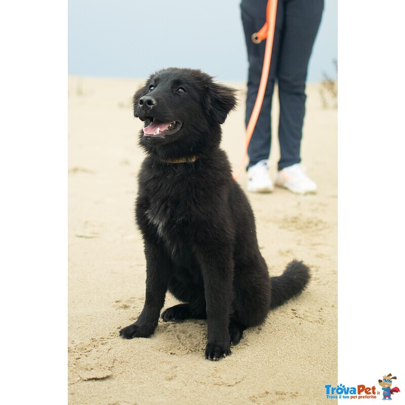 Baghera mix Labrador/siberian Husky - Foto n. 2