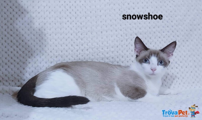 Gatti Snowshoe - Foto n. 1