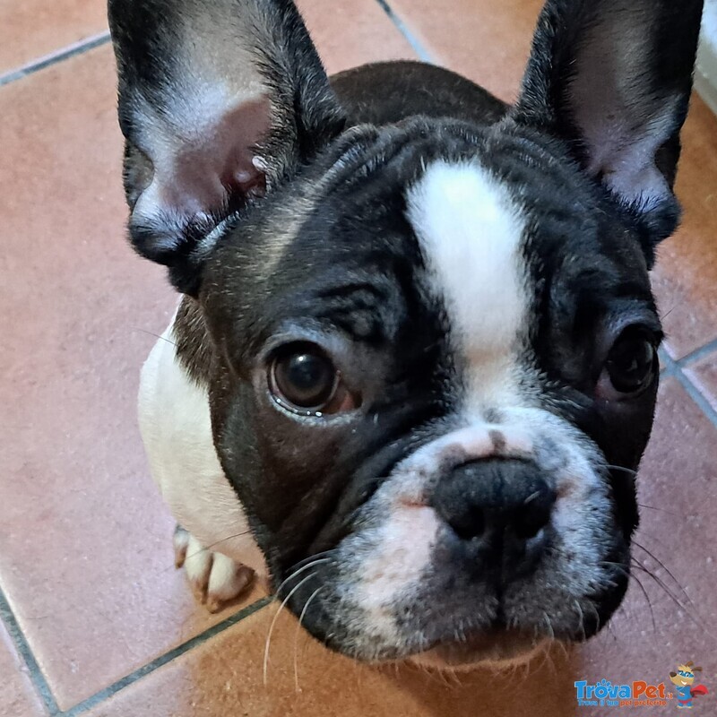 Cucciolo di Bouledogue Francese - Foto n. 1