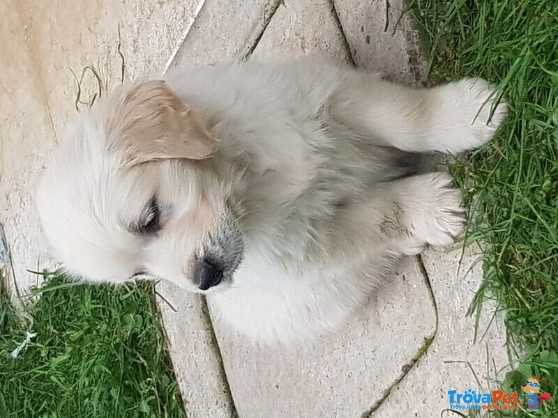 Disponibili Cuccioli di Golden Retriever - Foto n. 2