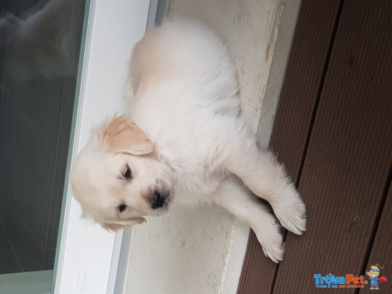 Disponibili Cuccioli di Golden Retriever - Foto n. 3