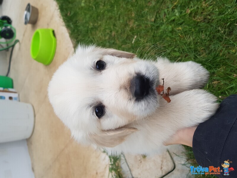 Disponibili Cuccioli di Golden Retriever - Foto n. 5