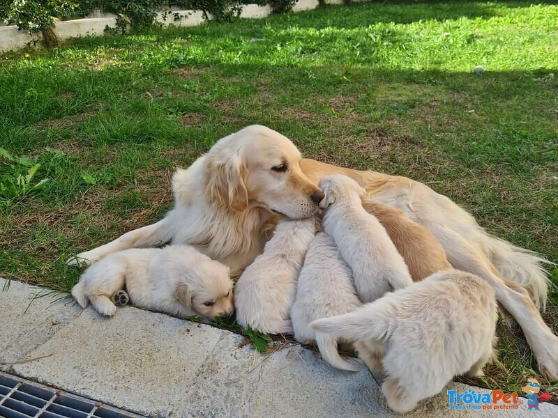 Disponibili Cuccioli di Golden Retriever - Foto n. 6