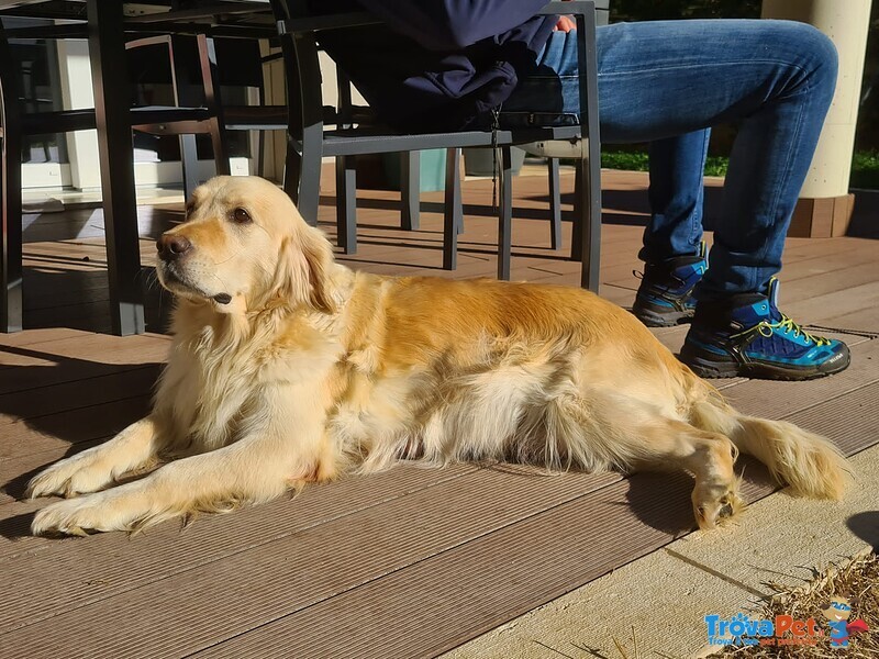 Disponibili Cuccioli di Golden Retriever - Foto n. 7