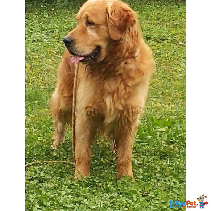 Disponibili Cuccioli di Golden Retriever - Foto n. 8