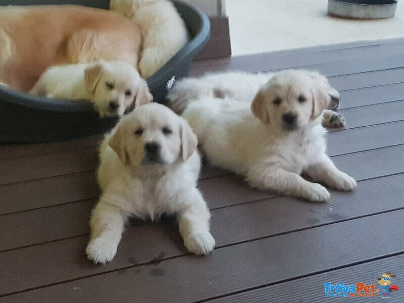 Disponibili Cuccioli di Golden Retriever - Foto n. 10