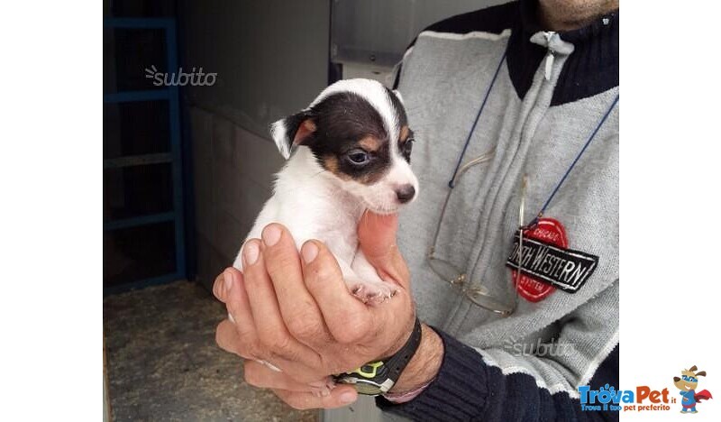 Jack Russell Cuccioli - Foto n. 1